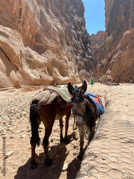 Obraz Donkeys. Petra - Jordan