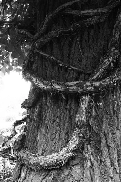 Obraz Umschlungener Baum