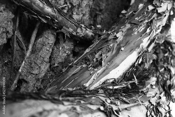 Obraz Baum und Wurzel