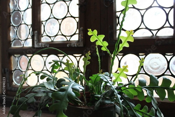 Obraz Pflanze am Fenster