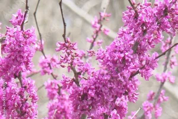 Fototapeta blooming tree in spring