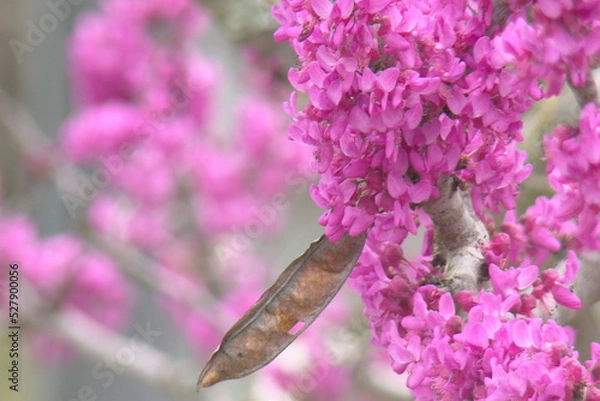 Fototapeta blooming tree in spring