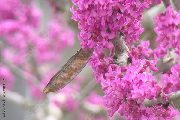 Fototapeta blooming tree in spring