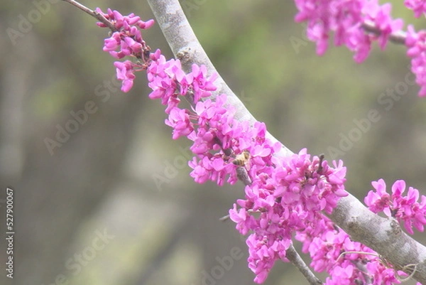 Fototapeta blooming tree in spring