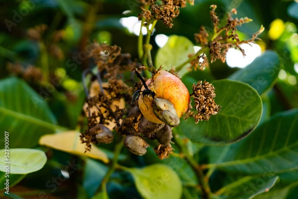 Obraz Cashew on the tree