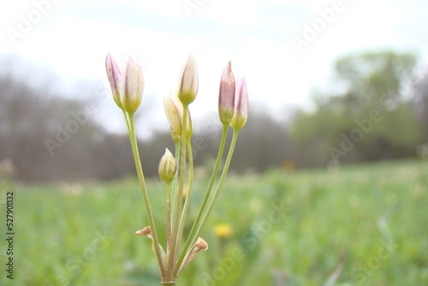 Fototapeta tiny flowers in field