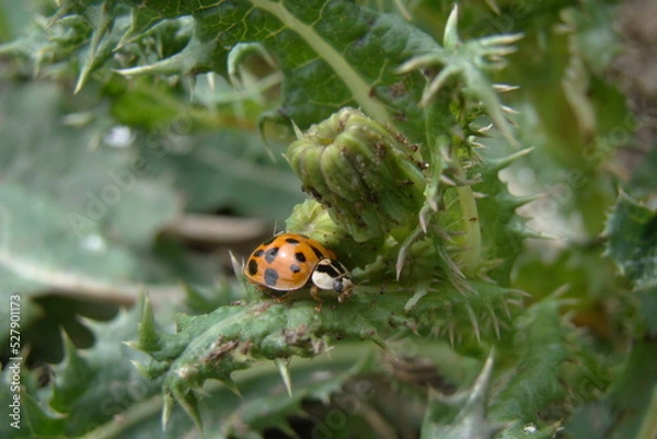 Obraz ladybug on plant