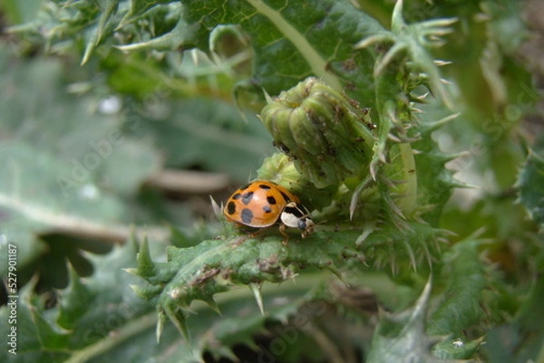 Obraz ladybug on plant