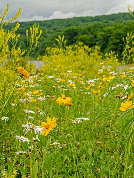 Fototapeta meadow with dandelions