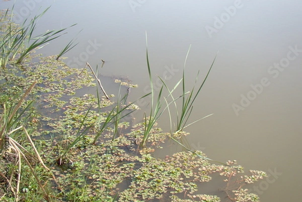 Obraz grass in pond