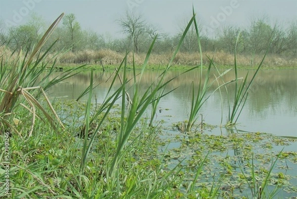 Obraz grass in pond