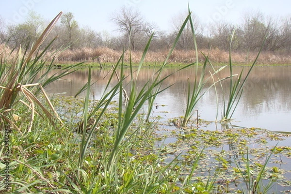 Obraz grass in pond