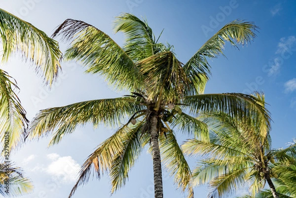 Obraz palm tree leaves