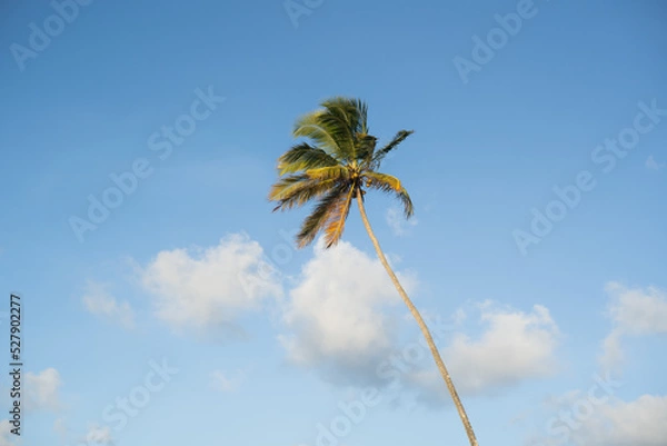 Obraz palm tree and blue sky
