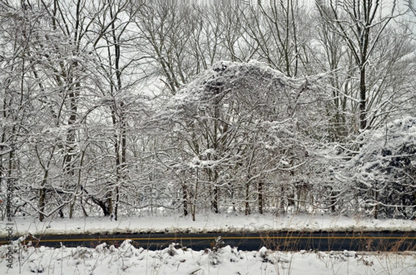 Obraz snow covered trees