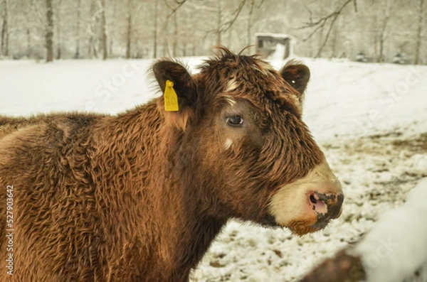 Obraz cow in winter