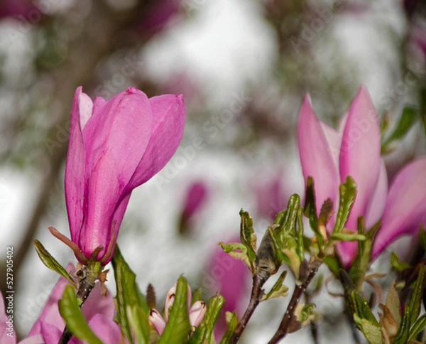 Obraz pink magnolia flowers