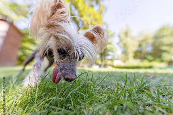 Obraz Ugly old Chinese Crested dog 
