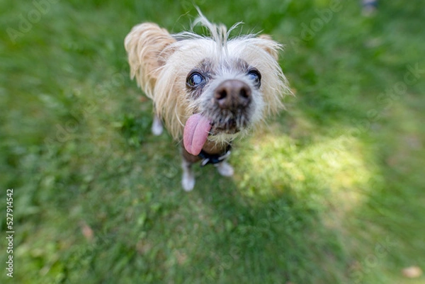 Obraz Ugly old Chinese Crested dog 