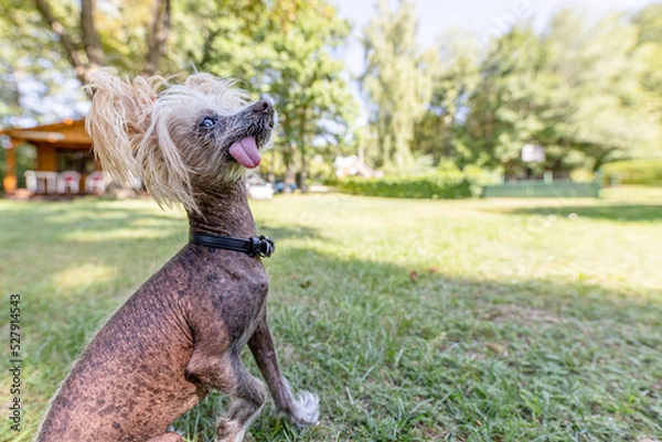Obraz Ugly old Chinese Crested dog 