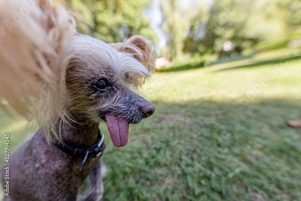 Obraz Ugly old Chinese Crested dog 