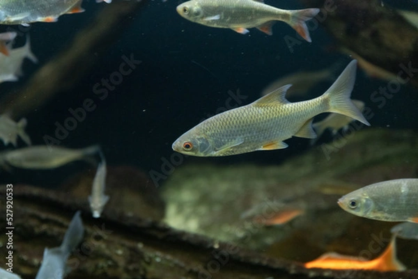 Obraz fish in aquarium