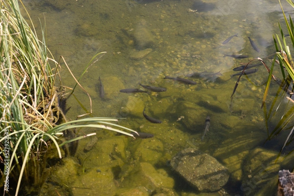 Obraz fish in the water