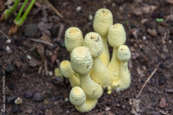 Obraz コガネキヌカラカサタケ