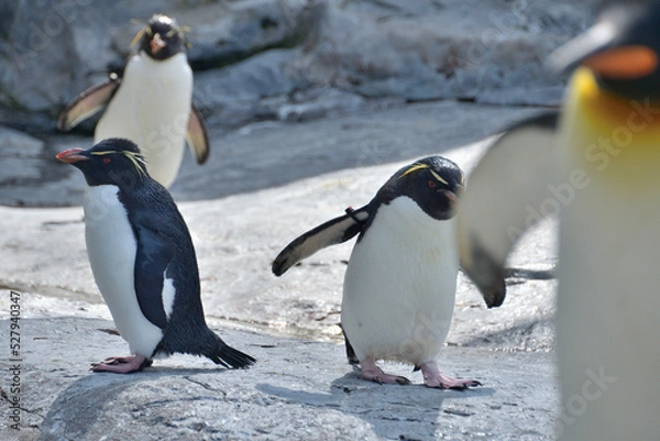 Fototapeta 動物園のイワトビペンギン