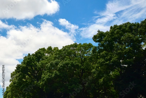 Fototapeta Minimalist Cloudy Sky with Green Trees