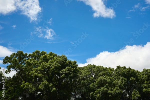 Fototapeta Minimalist Cloudy Sky with Green Trees