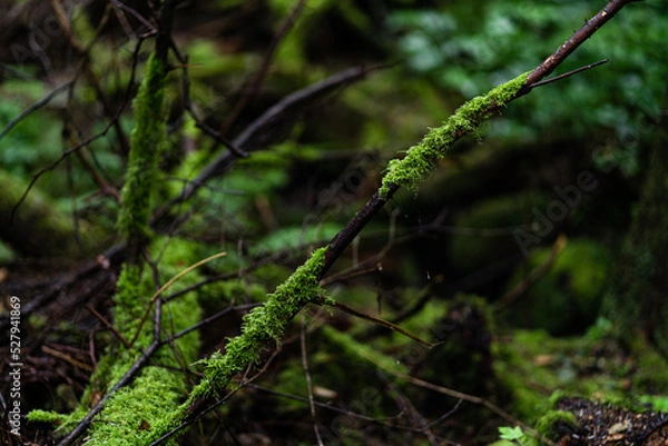 Obraz moss on the tree twig