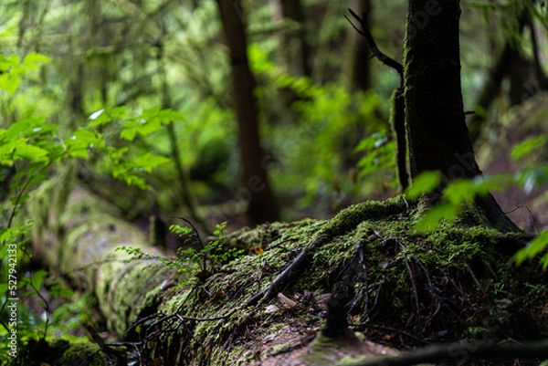 Obraz moss on broken tree trunk