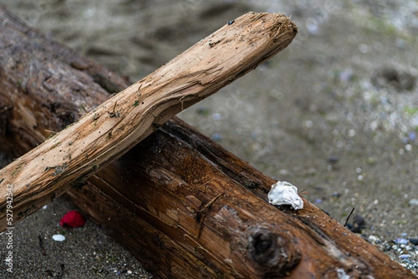 Obraz Driftwood on sand