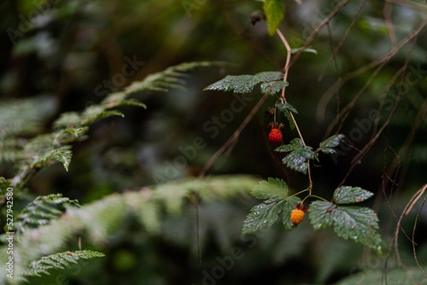 Obraz wild raspberries