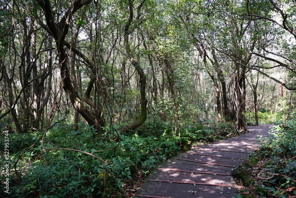 Fototapeta old trees and walkway in spring forest