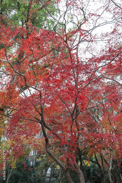 Fototapeta 日本楓の紅葉