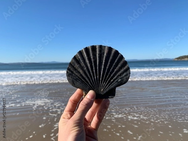 Obraz shell at beach