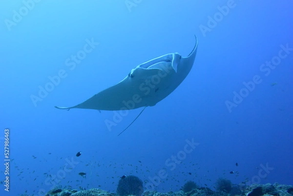 Fototapeta 西表島 8918