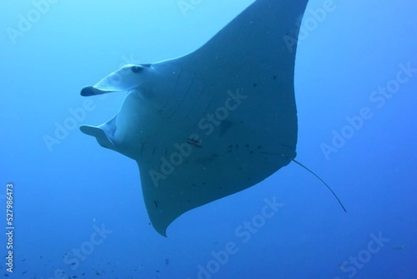 Fototapeta 西表島 8919