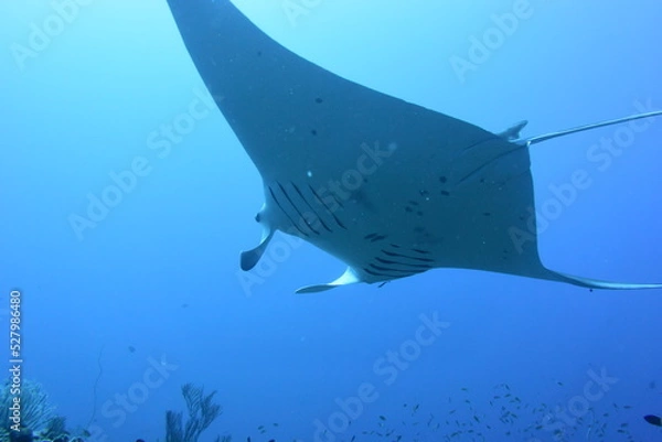 Obraz 西表島 8920