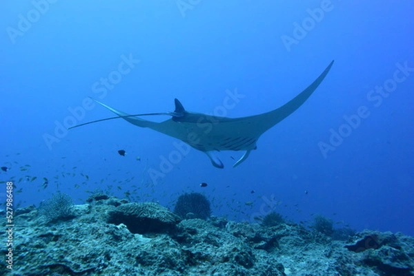 Obraz 西表島 8921