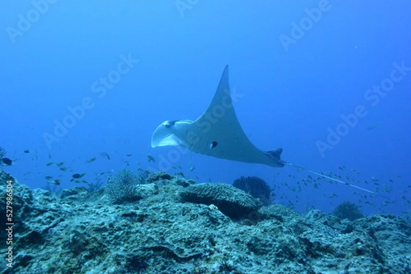 Obraz 西表島 8923