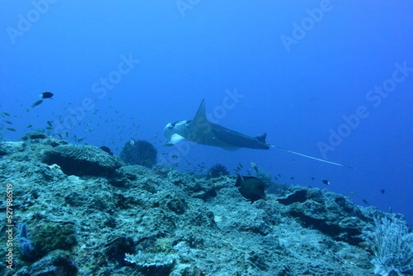 Obraz 西表島 8922