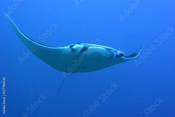 Obraz 西表島 8926