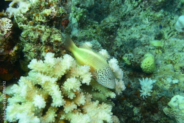 Fototapeta 石垣島 8963