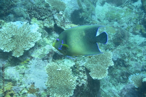 Fototapeta 石垣島 9019