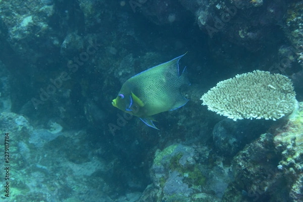 Obraz 石垣島 9018