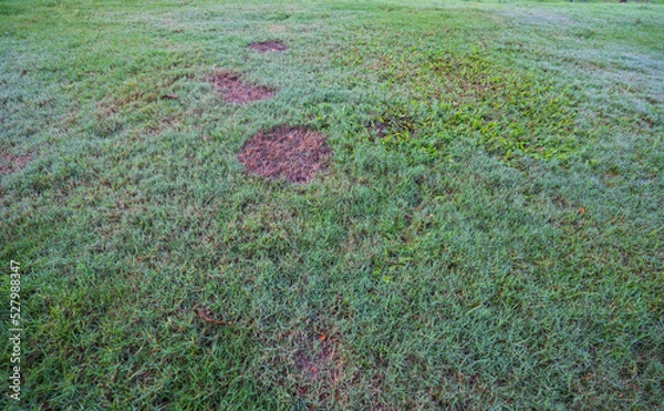 Obraz Green grass and some dry areas need improvement.