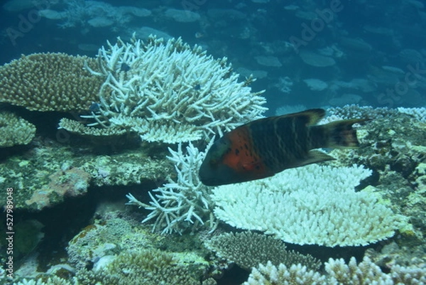 Fototapeta 石垣島 9062